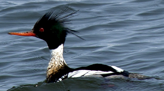 Red-breasted Merganser - ML638502127