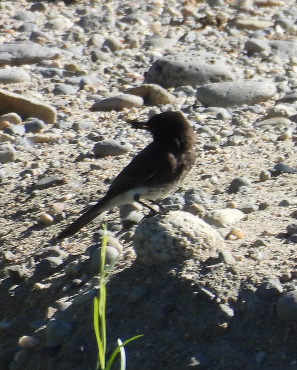 Black Phoebe - ML638502132