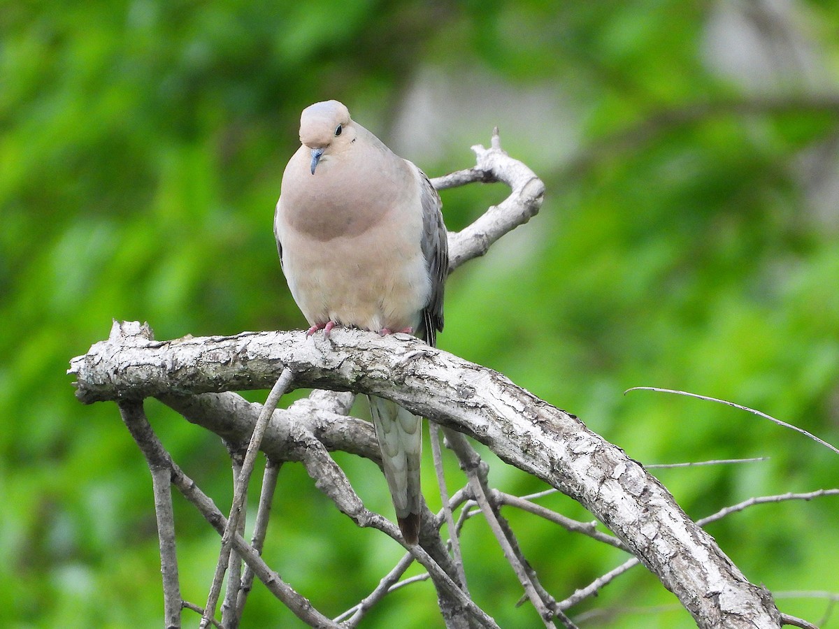 Mourning Dove - ML638502134