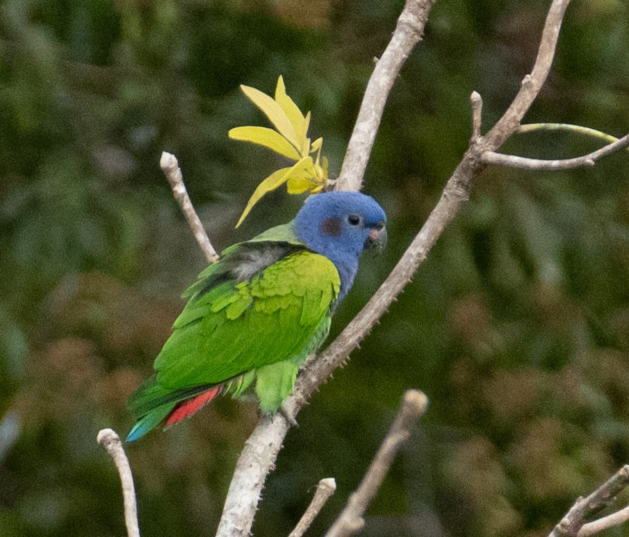 Blue-headed Parrot - ML638502136