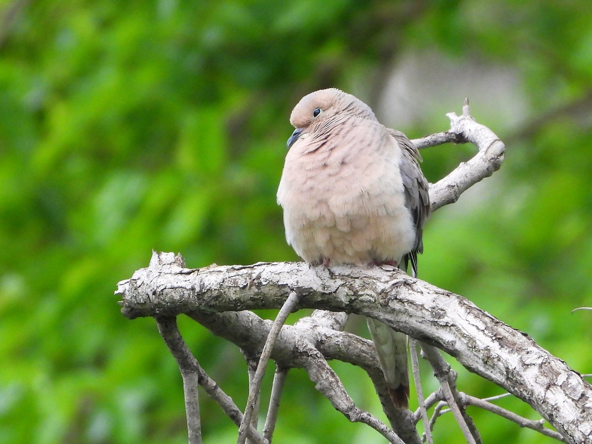 Mourning Dove - ML638502145