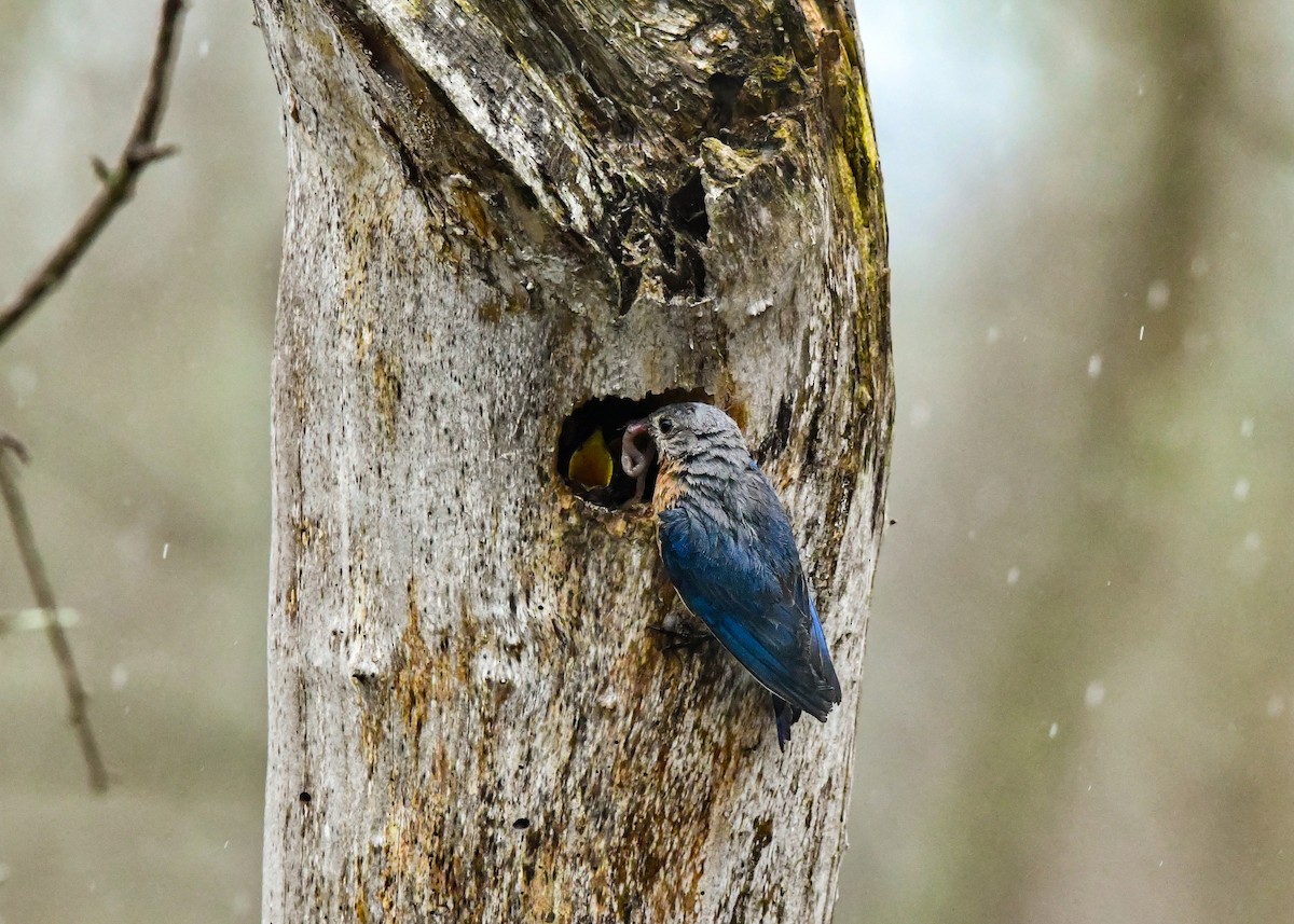 Eastern Bluebird - ML638502146