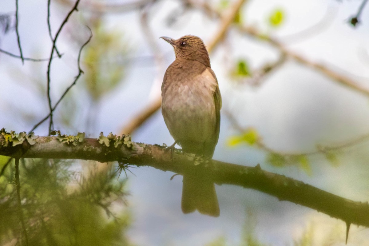 Black-billed Thrush - ML638502192