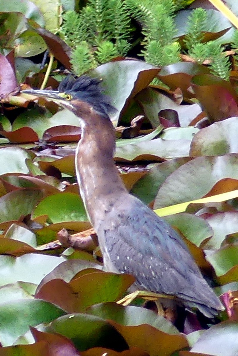 Green Heron - ML638502194