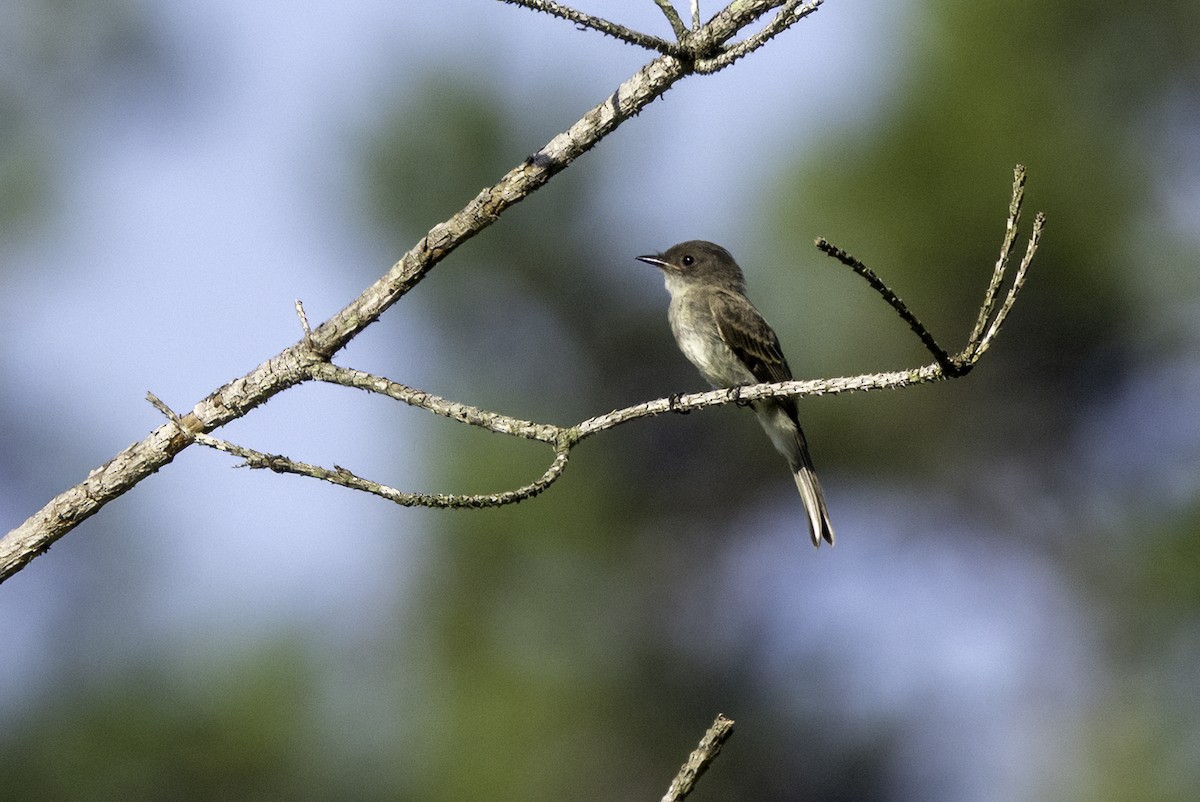 Eastern Wood-Pewee - ML638502204