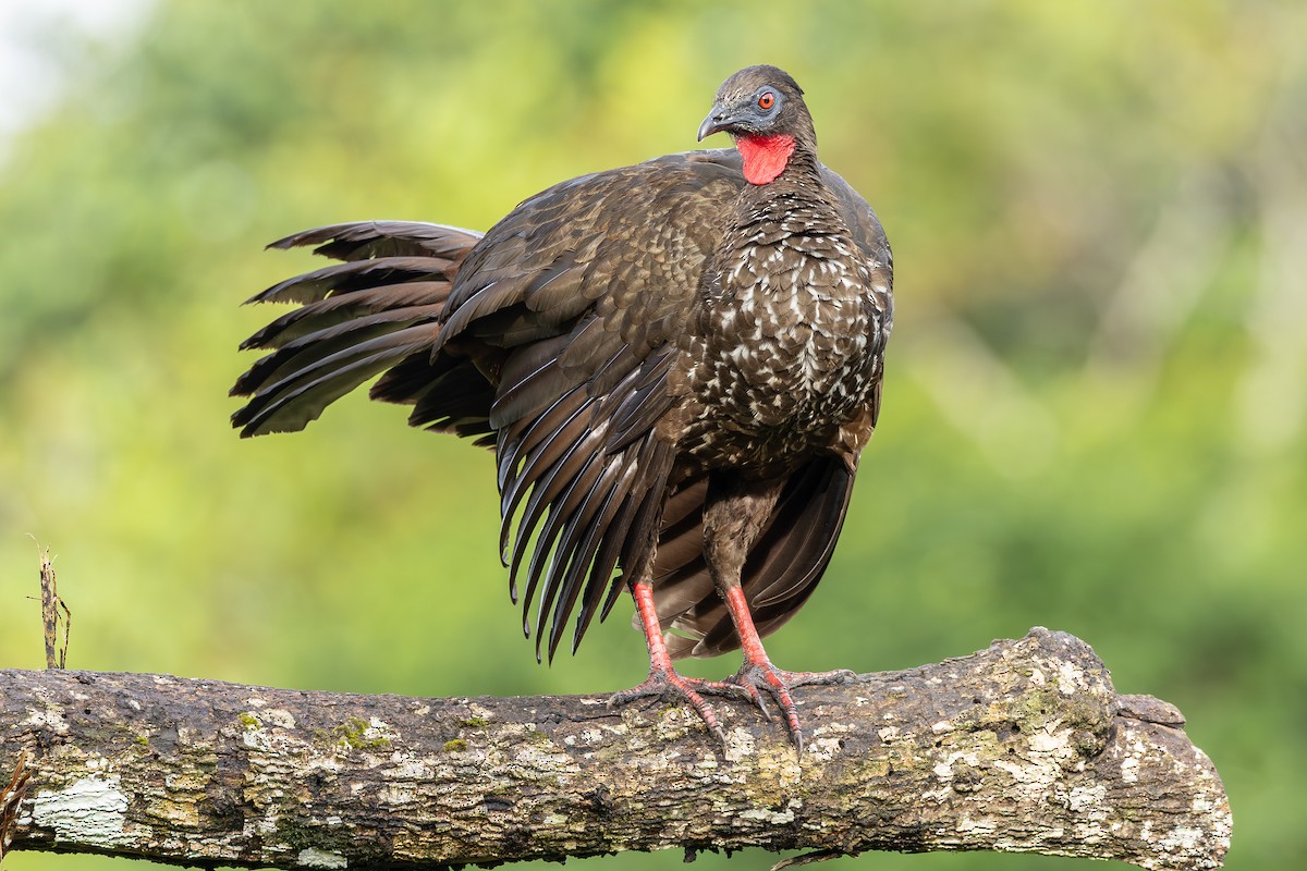 Crested Guan - ML638502205