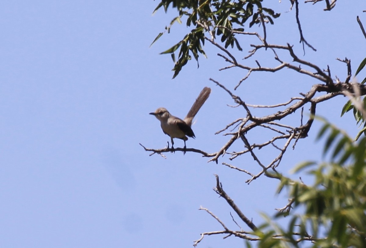 Northern Mockingbird - ML638502215