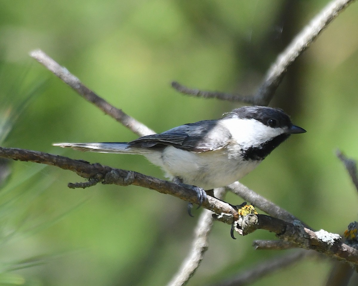 Black-capped Chickadee - ML638502217