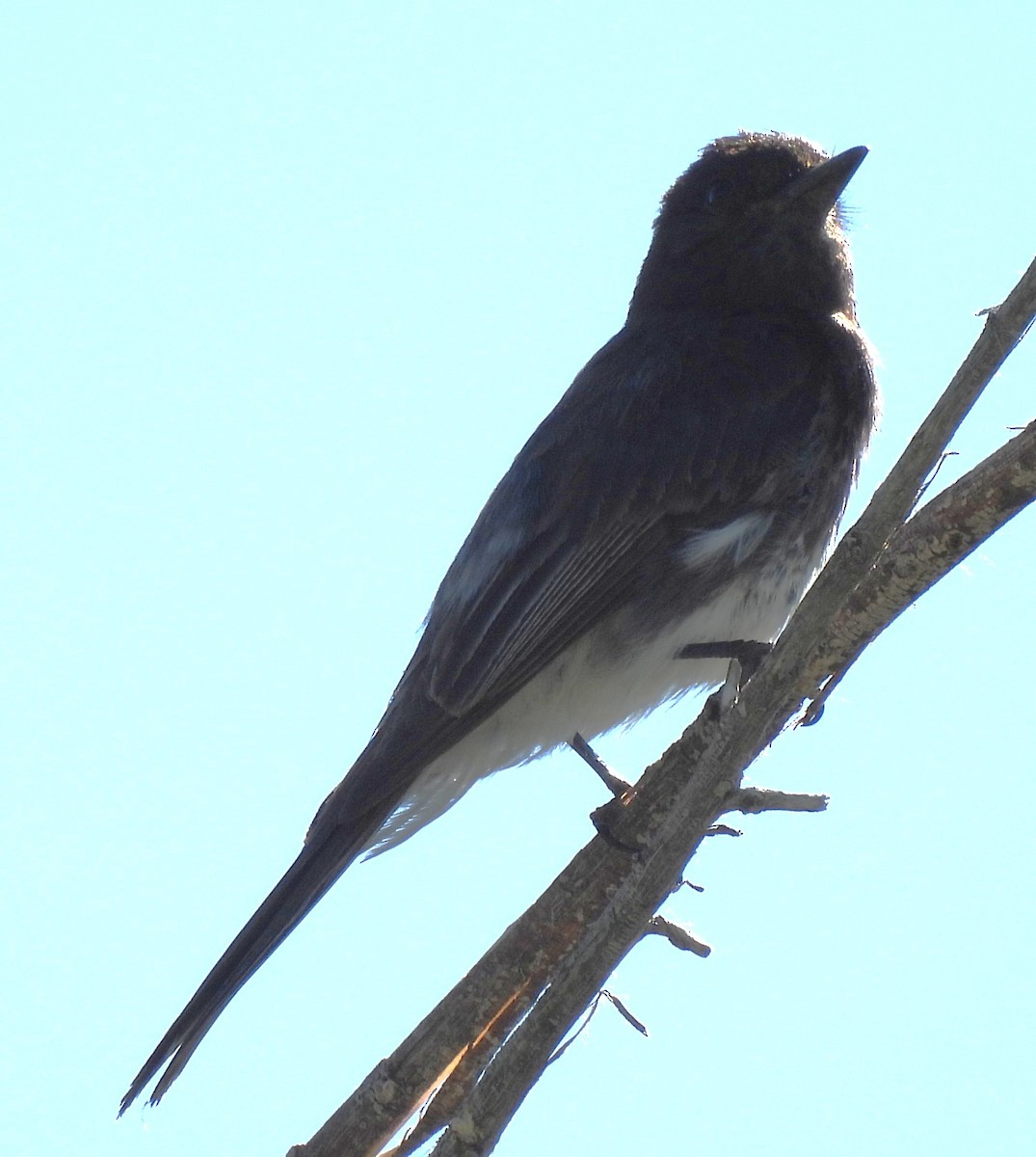 Black Phoebe - ML638502234