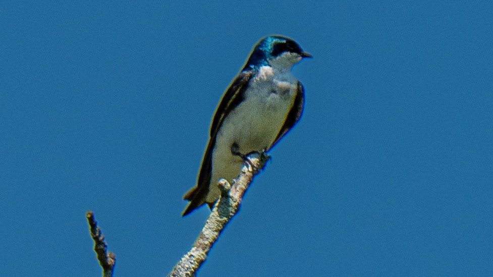 Tree Swallow - ML638502235