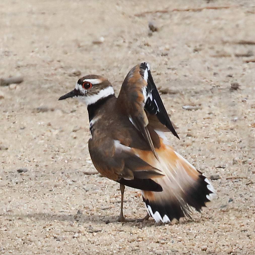 Killdeer - ML638502242