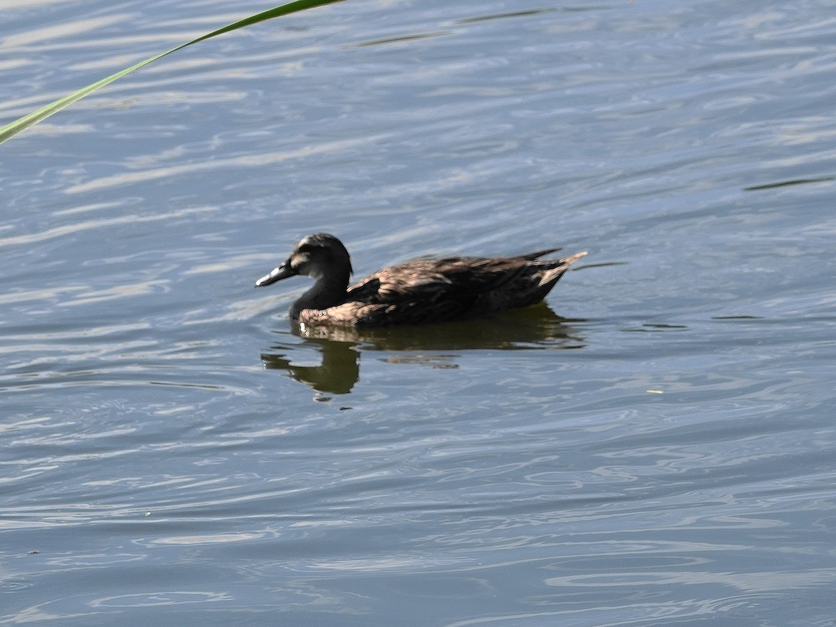 Mallard - ML638502293