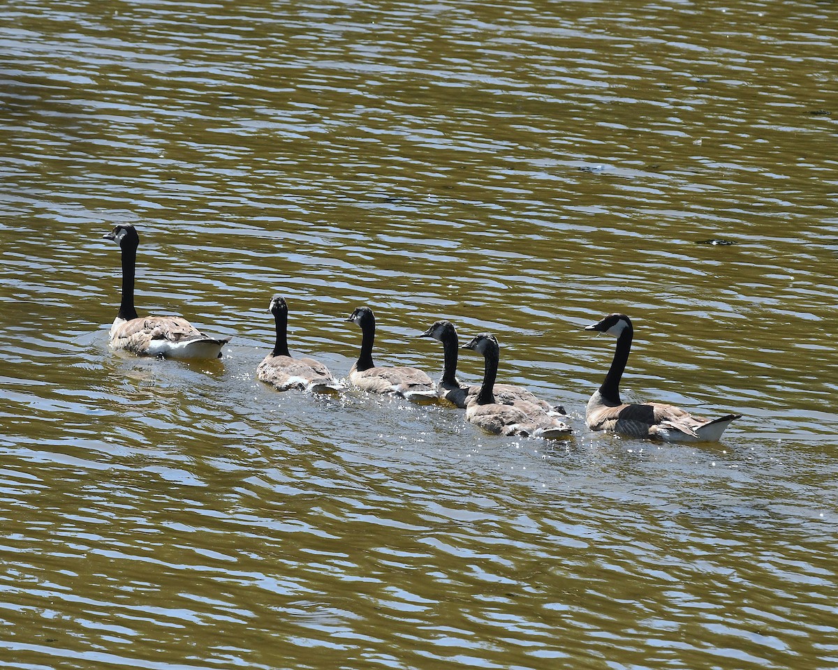 Canada Goose - ML638502304