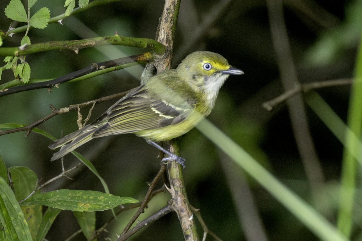 White-eyed Vireo - ML638502316