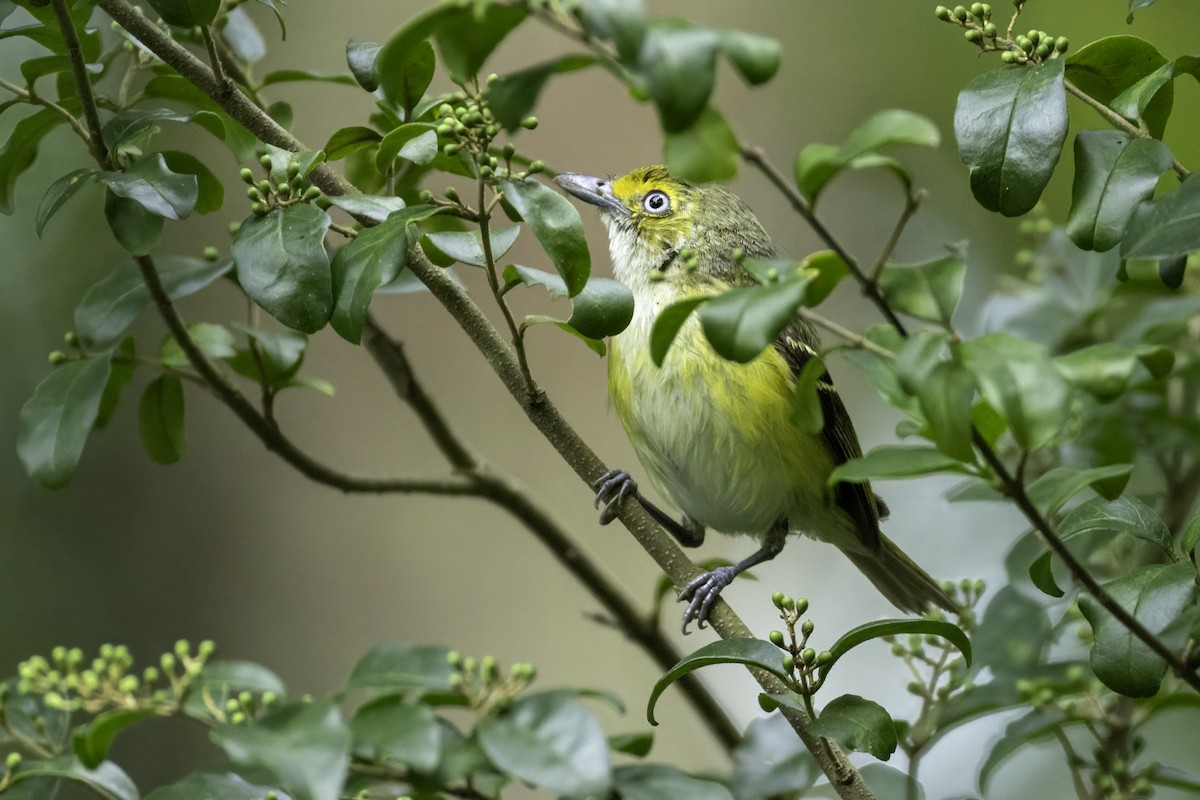 White-eyed Vireo - ML638502317