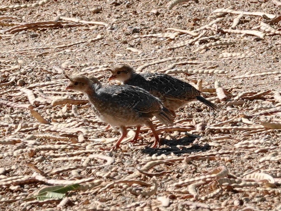 Gambel's Quail - ML638502319