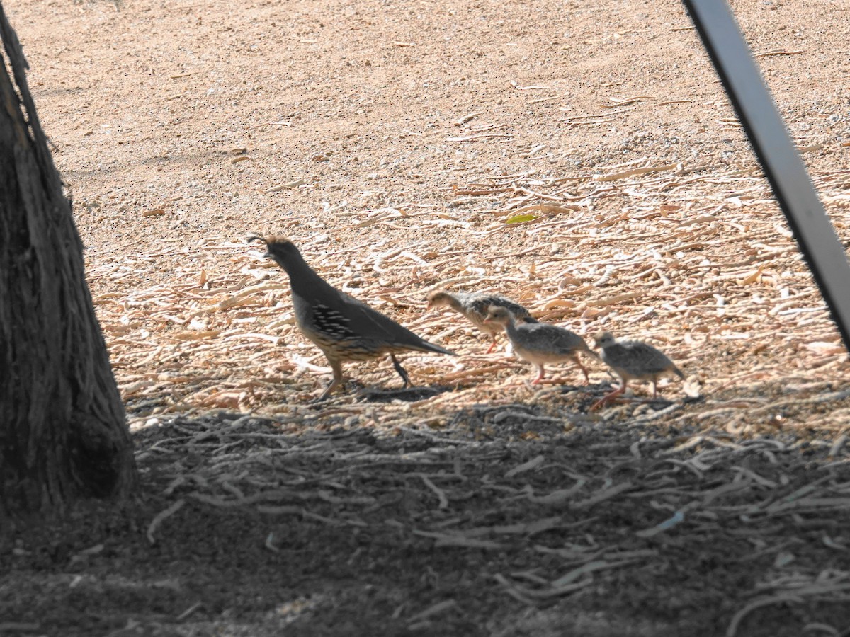 Gambel's Quail - ML638502320