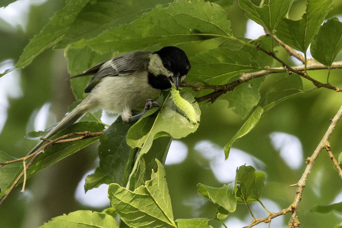 Carolina Chickadee - ML638502328