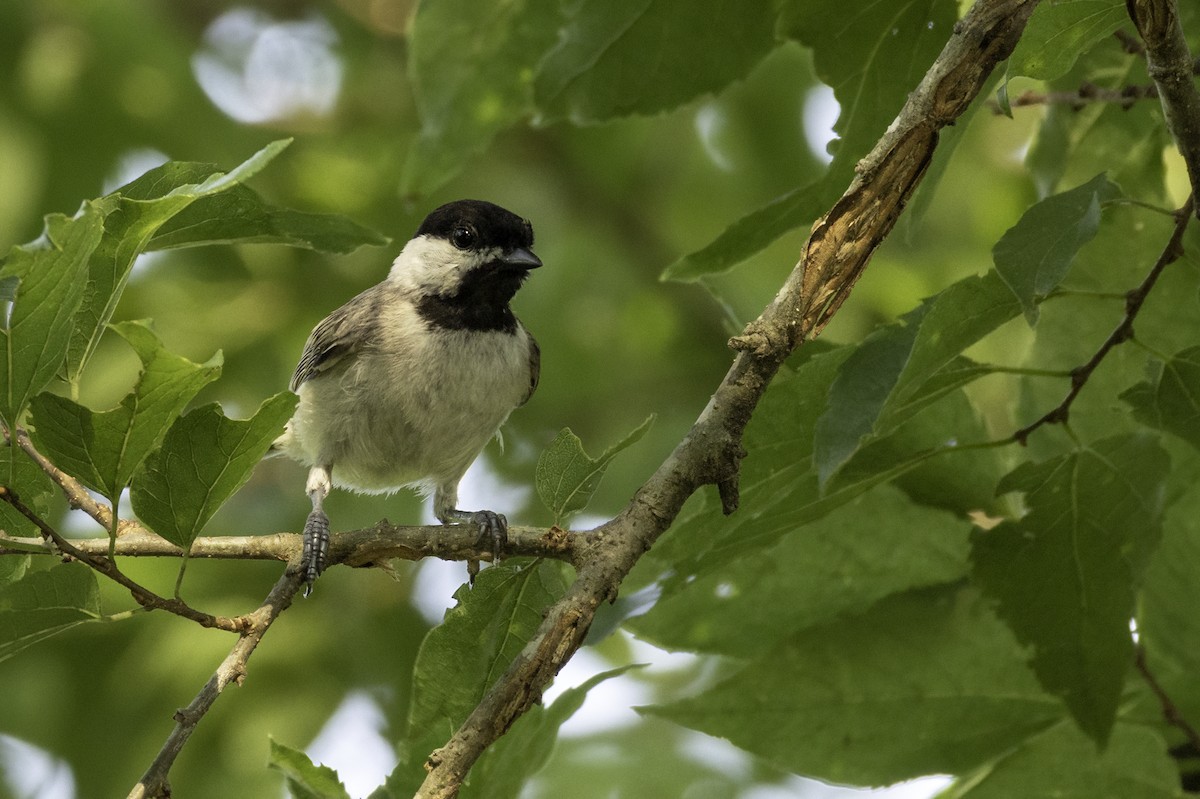 Carolina Chickadee - ML638502329