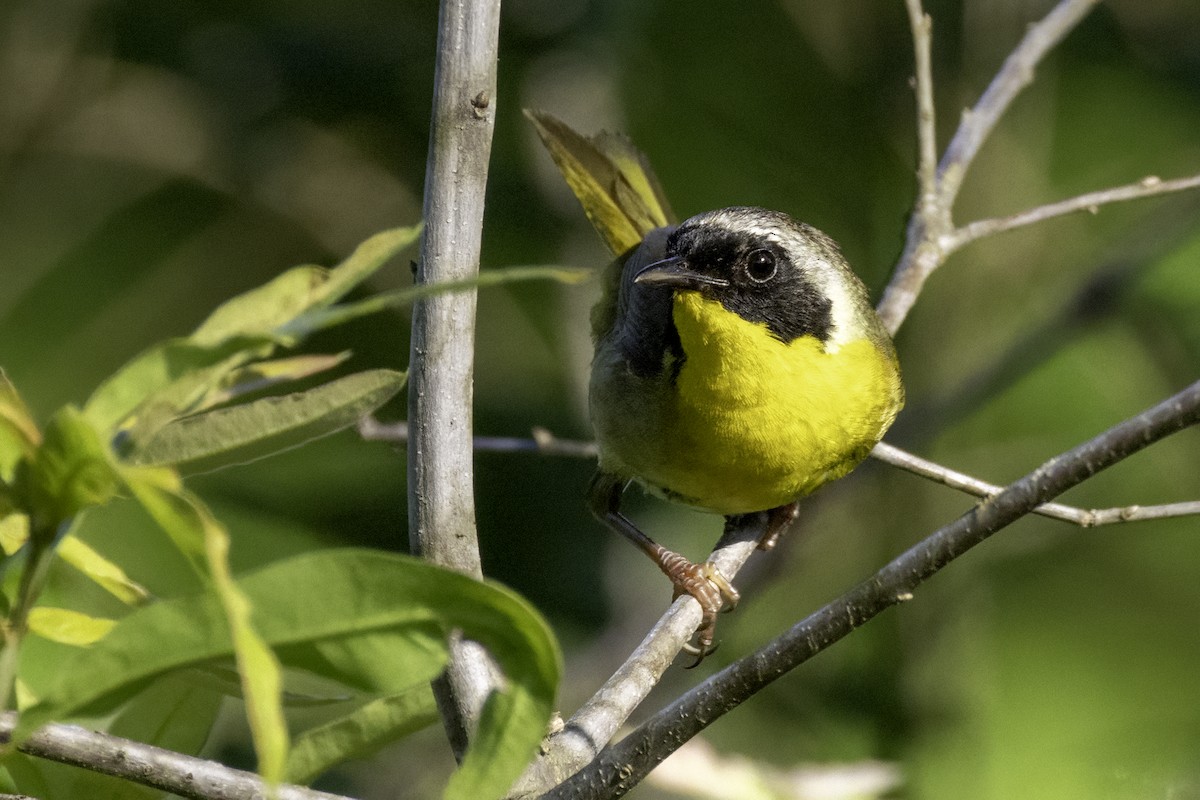 Common Yellowthroat - ML638502335