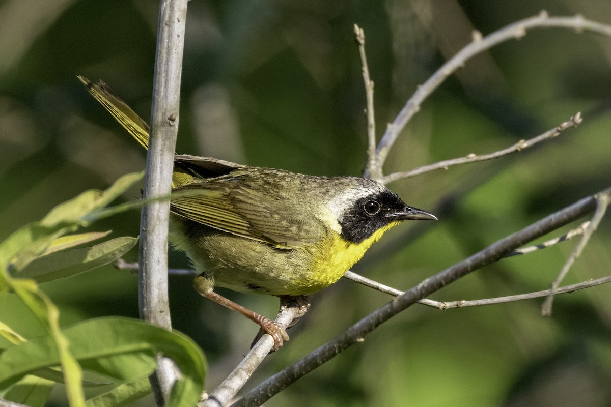 Common Yellowthroat - ML638502336