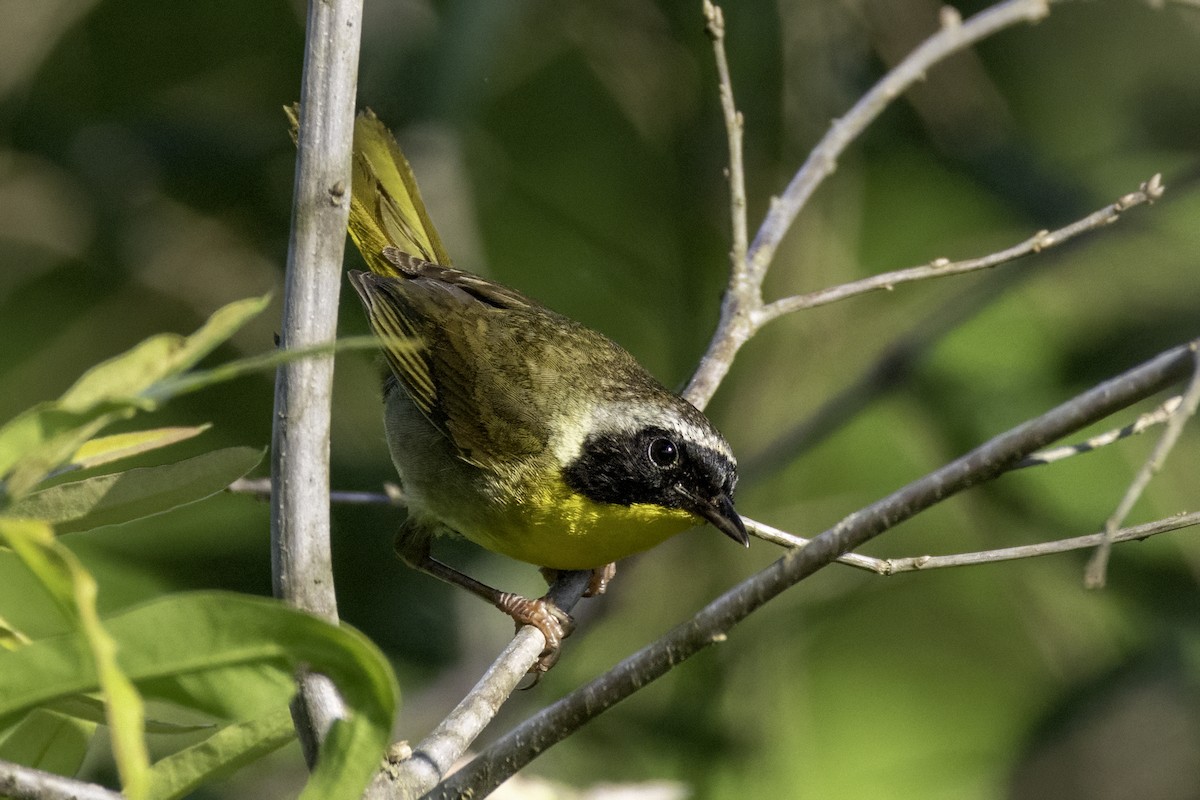 Common Yellowthroat - ML638502337
