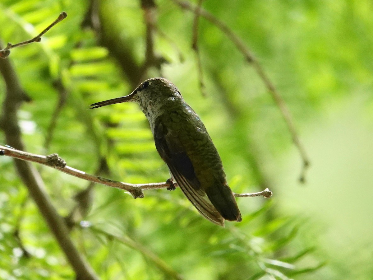 Anna's Hummingbird - ML638502343