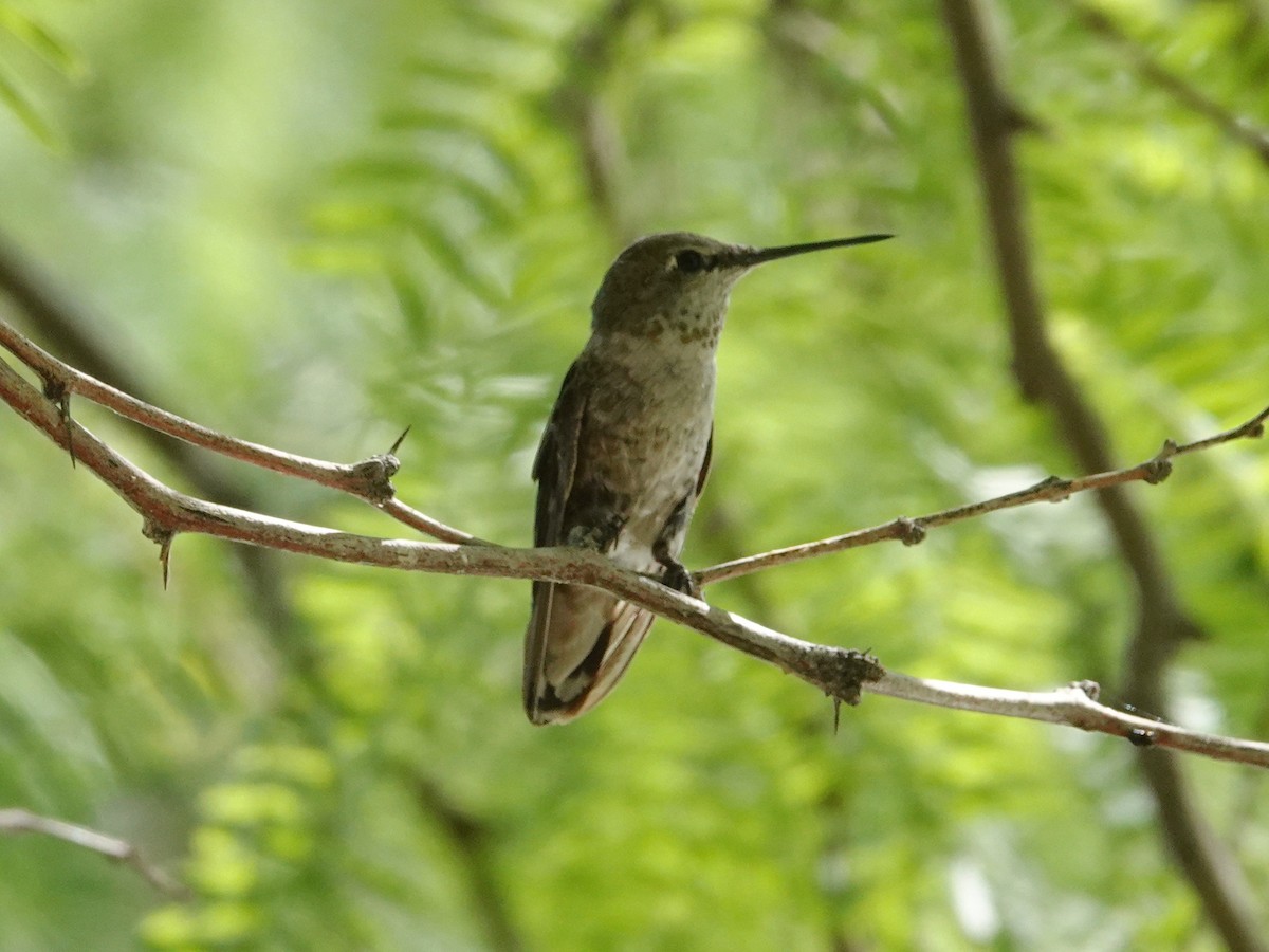 Anna's Hummingbird - ML638502344