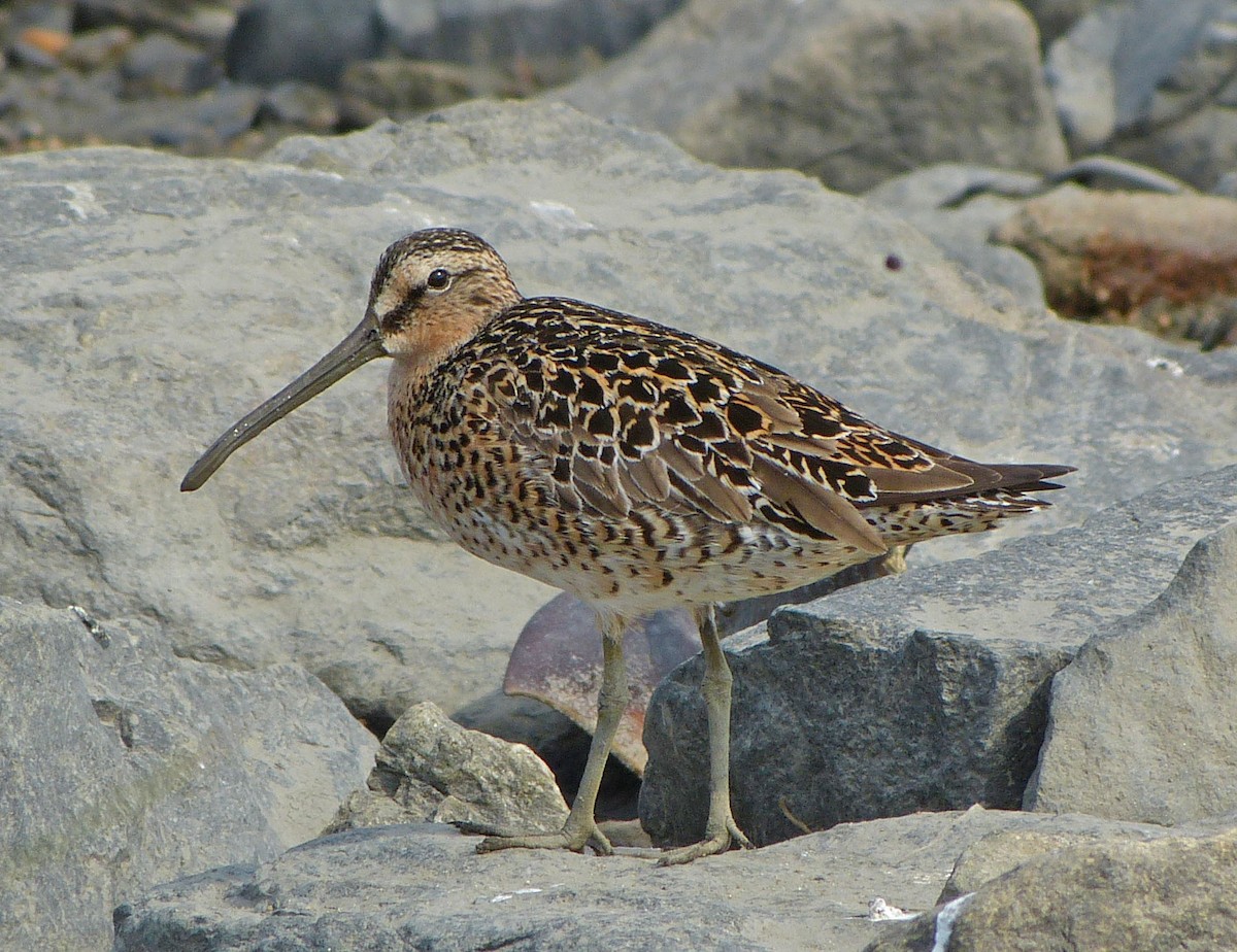 Short-billed Dowitcher - ML638502345
