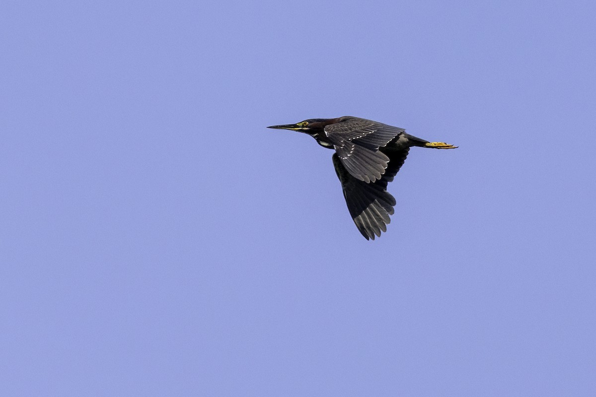 Green Heron - ML638502347