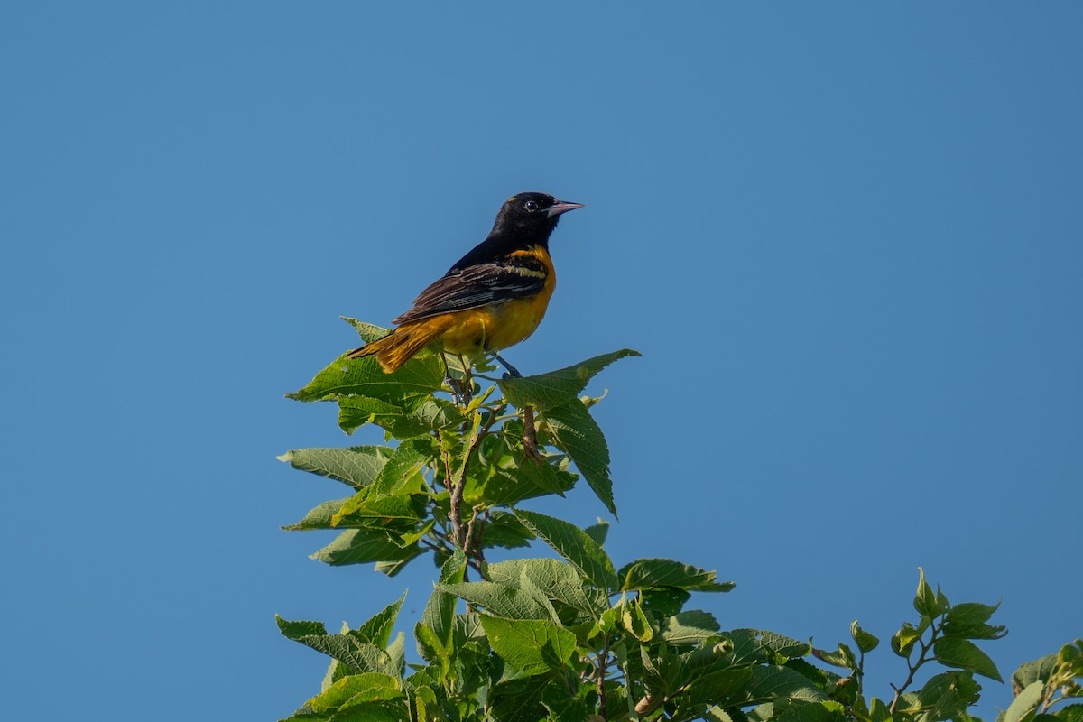 Baltimore Oriole - ML638502355