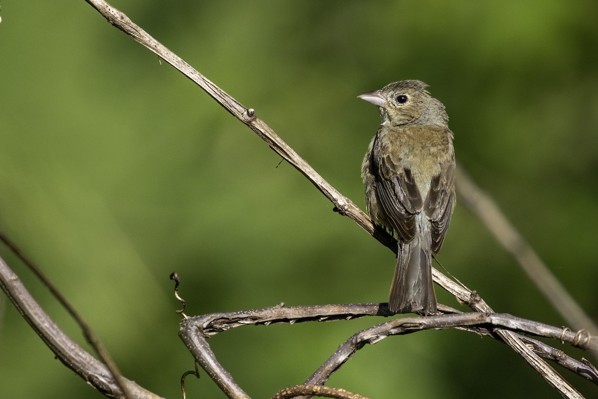 Indigo Bunting - ML638502357