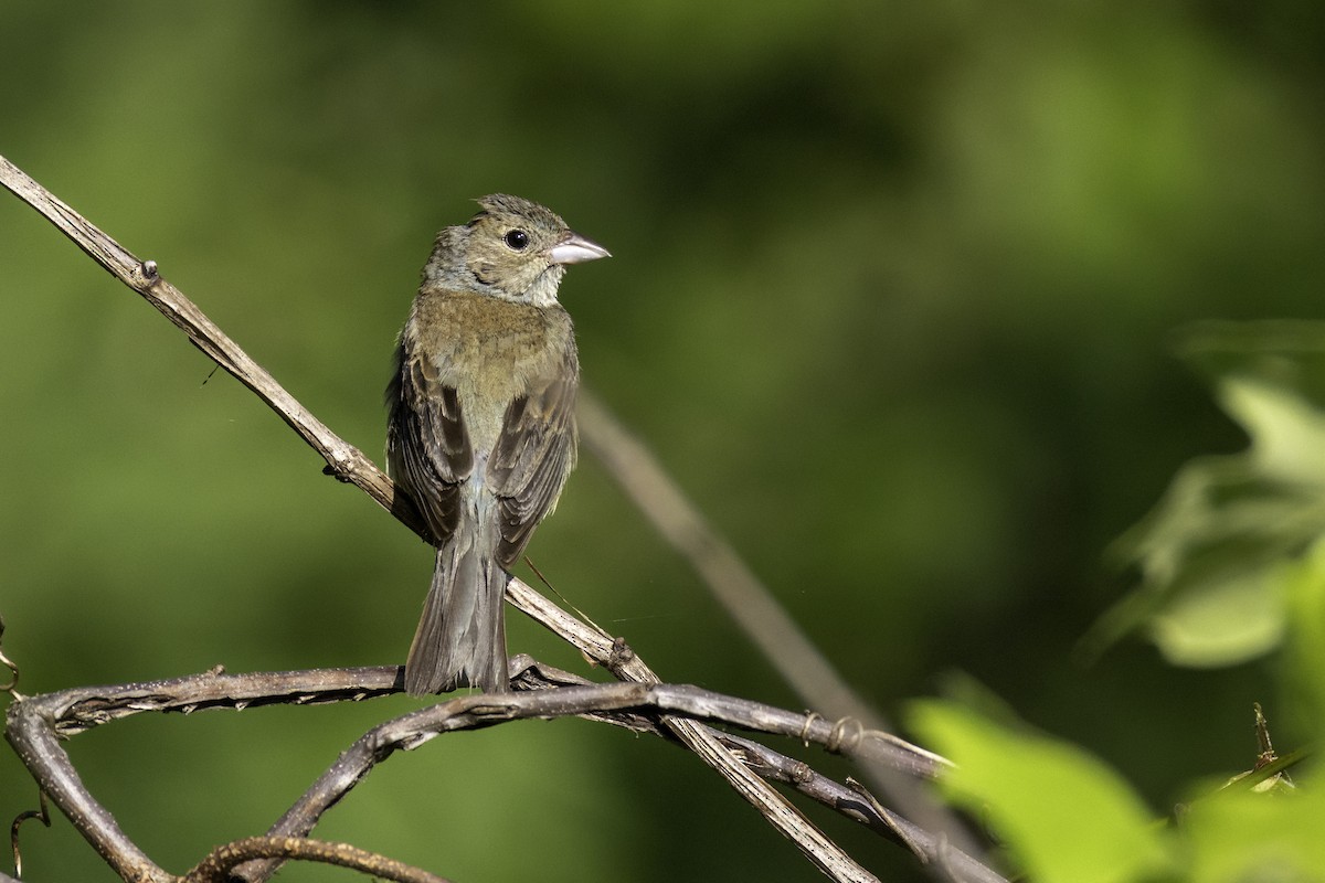Indigo Bunting - ML638502358
