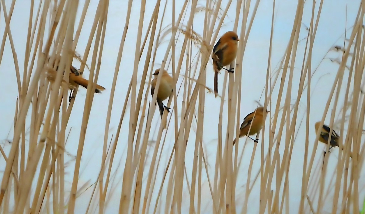 Bearded Reedling - ML638502369