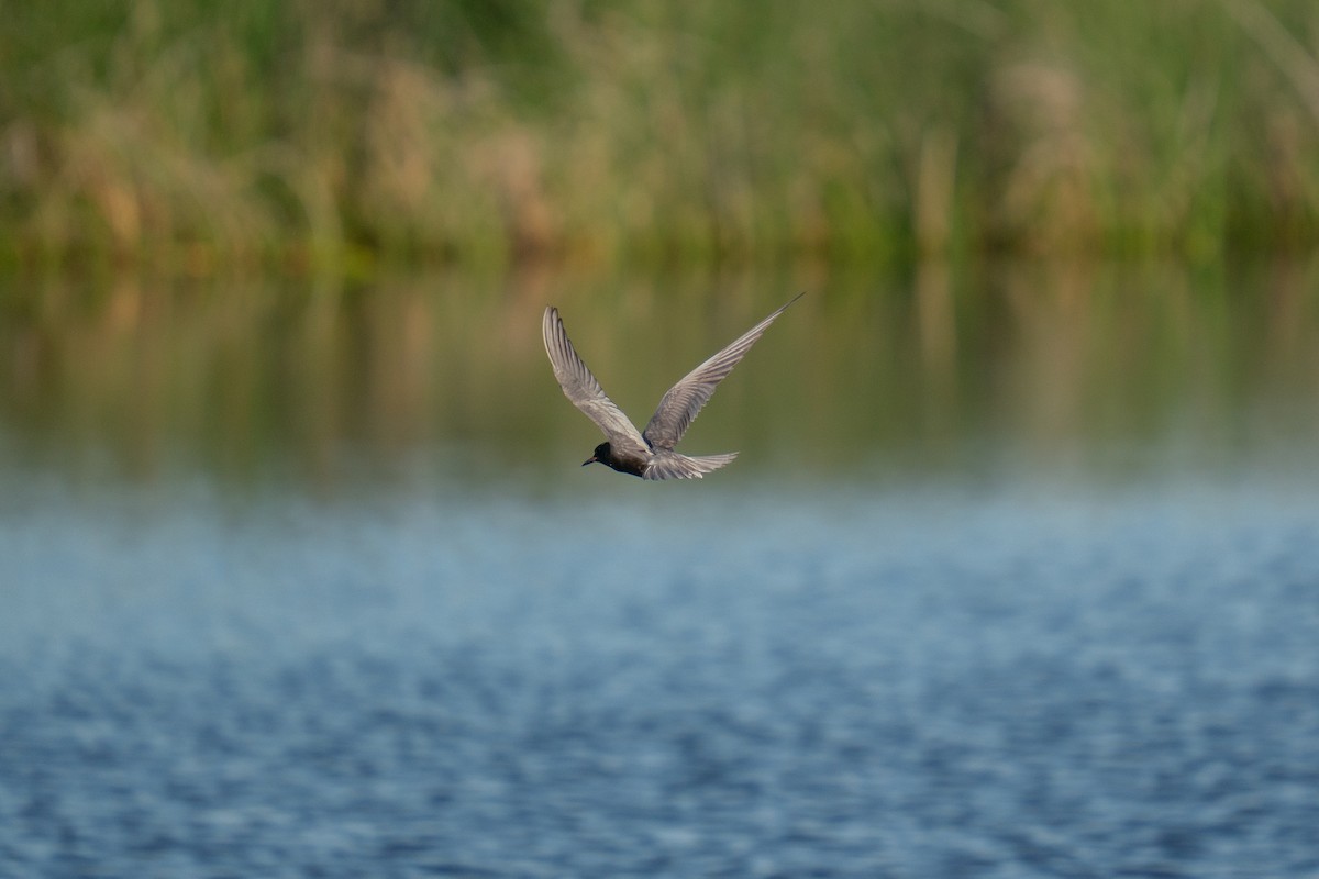 Trauerseeschwalbe - ML638502372