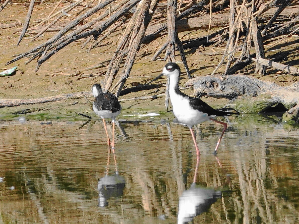 Black-necked Stilt - ML638502373