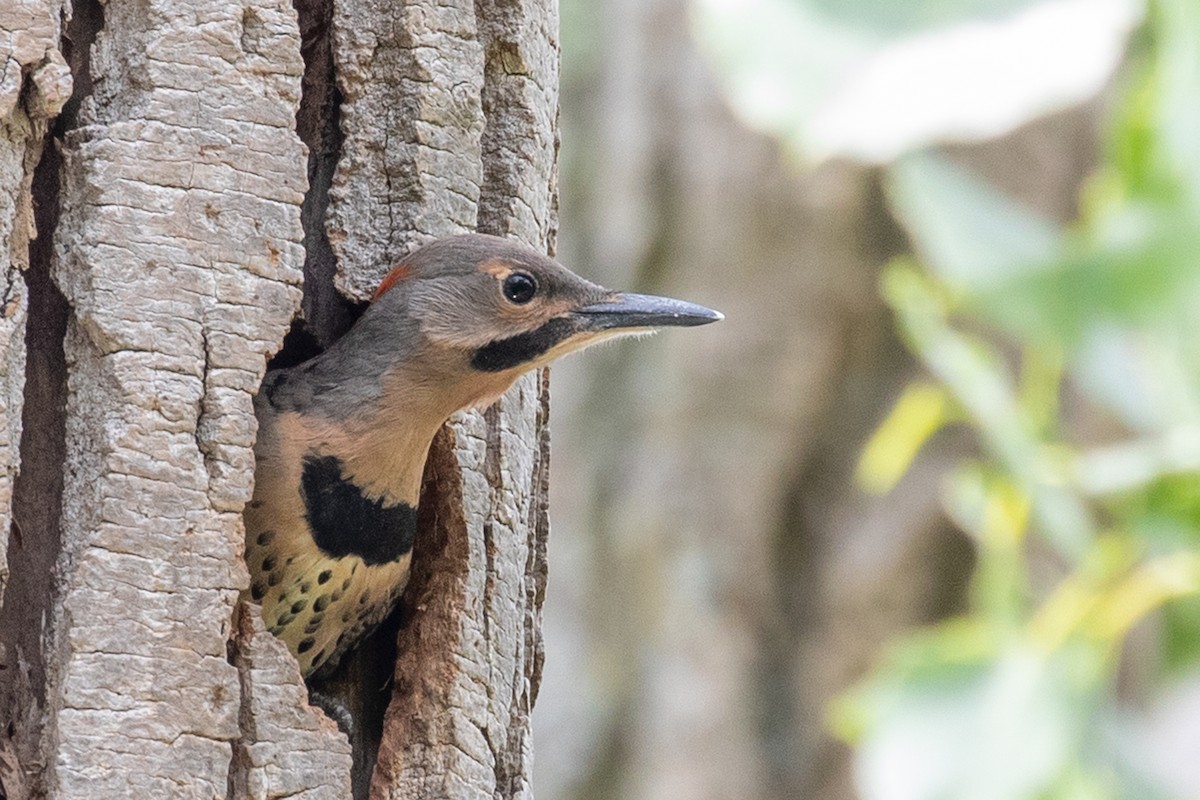 Northern Flicker - ML638502376