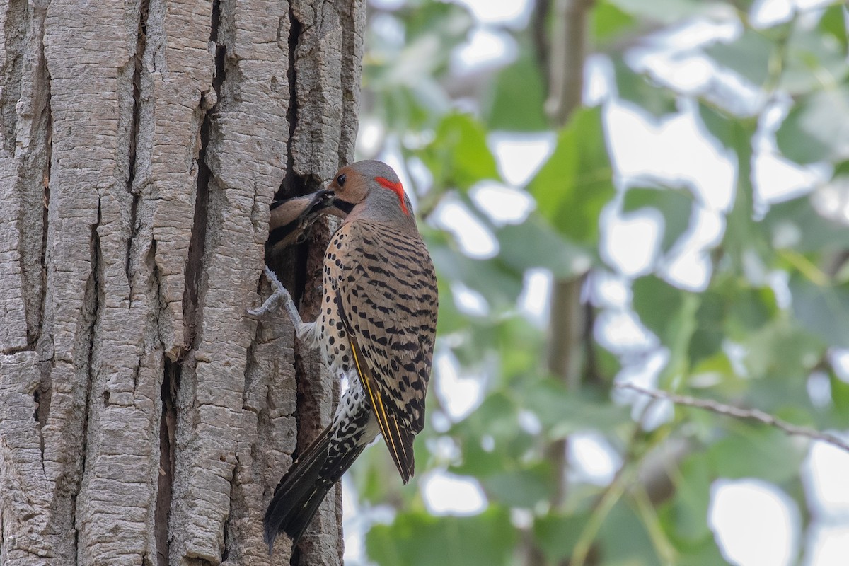Northern Flicker - ML638502377