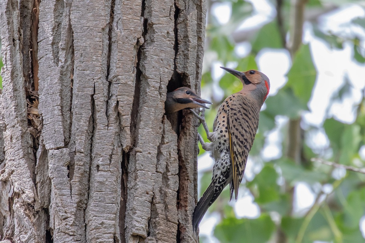 Northern Flicker - ML638502378