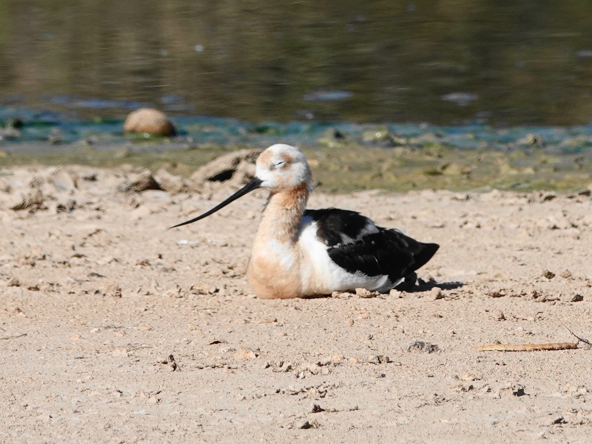 American Avocet - ML638502397