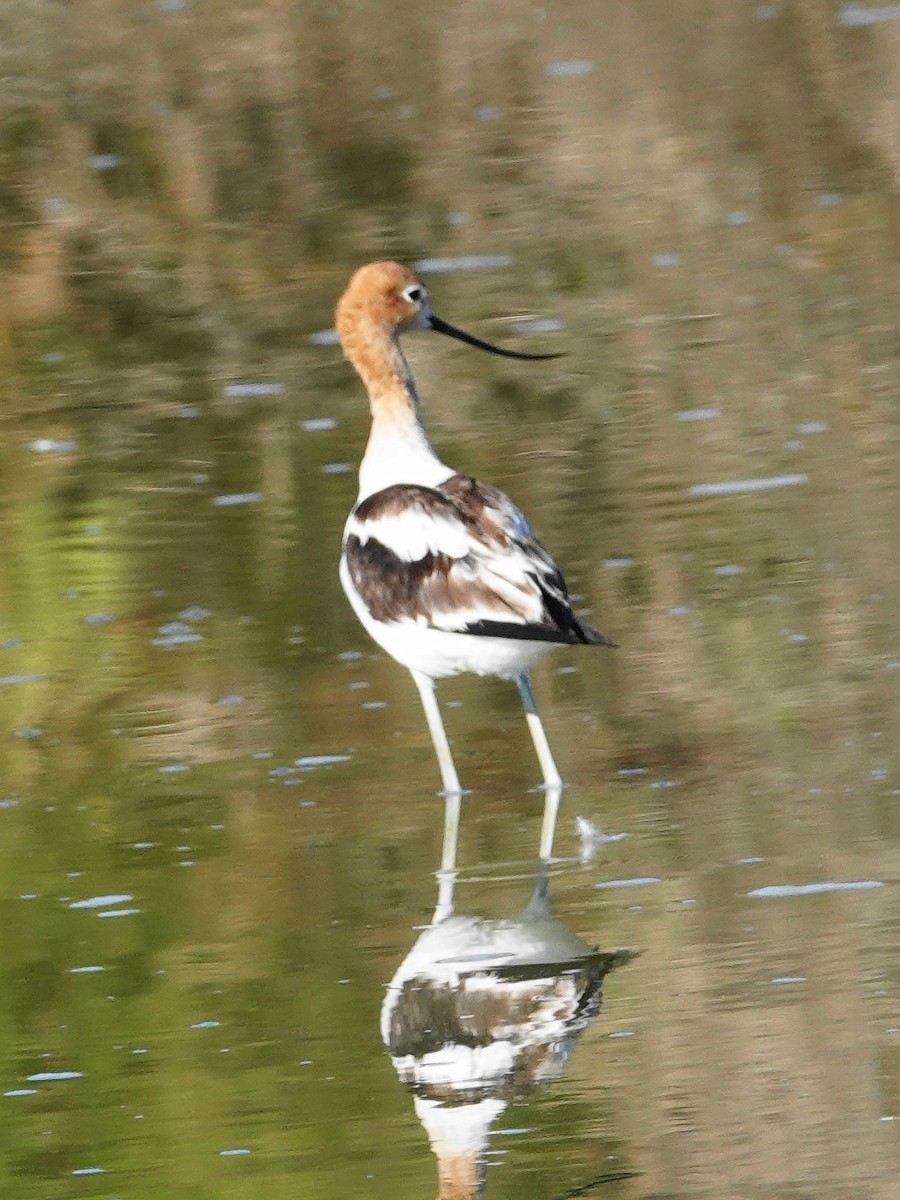 American Avocet - ML638502398