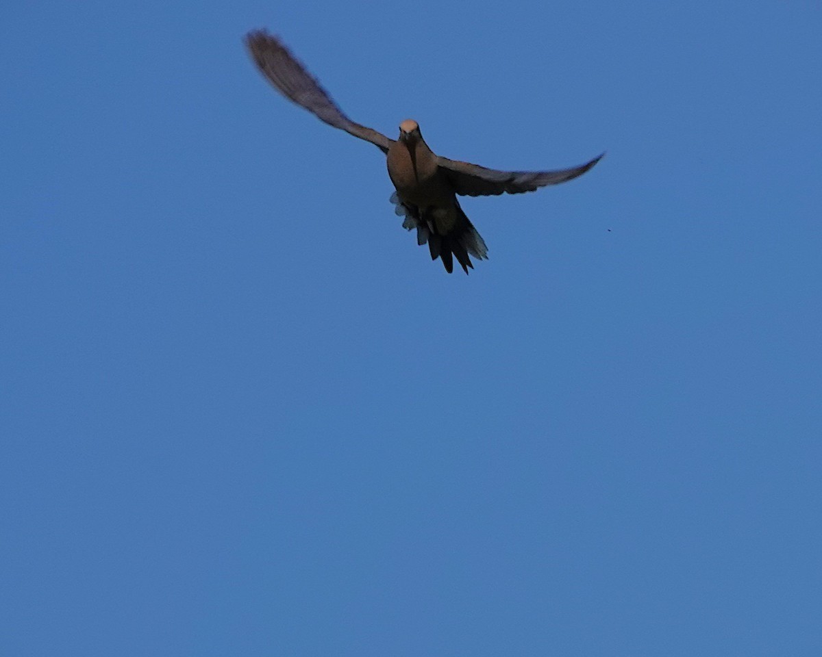 Mourning Dove - ML638502406