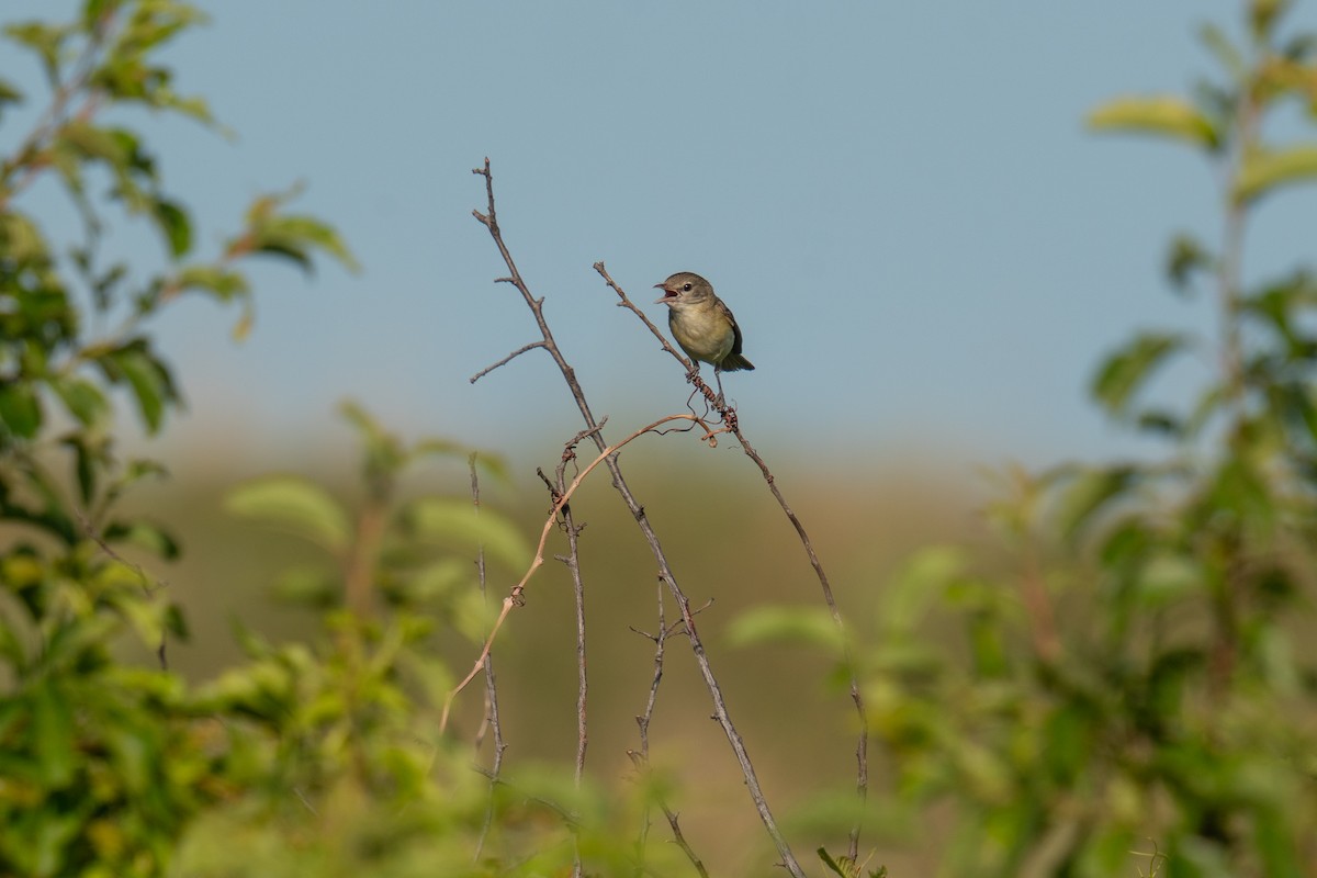 Braunaugenvireo - ML638502409