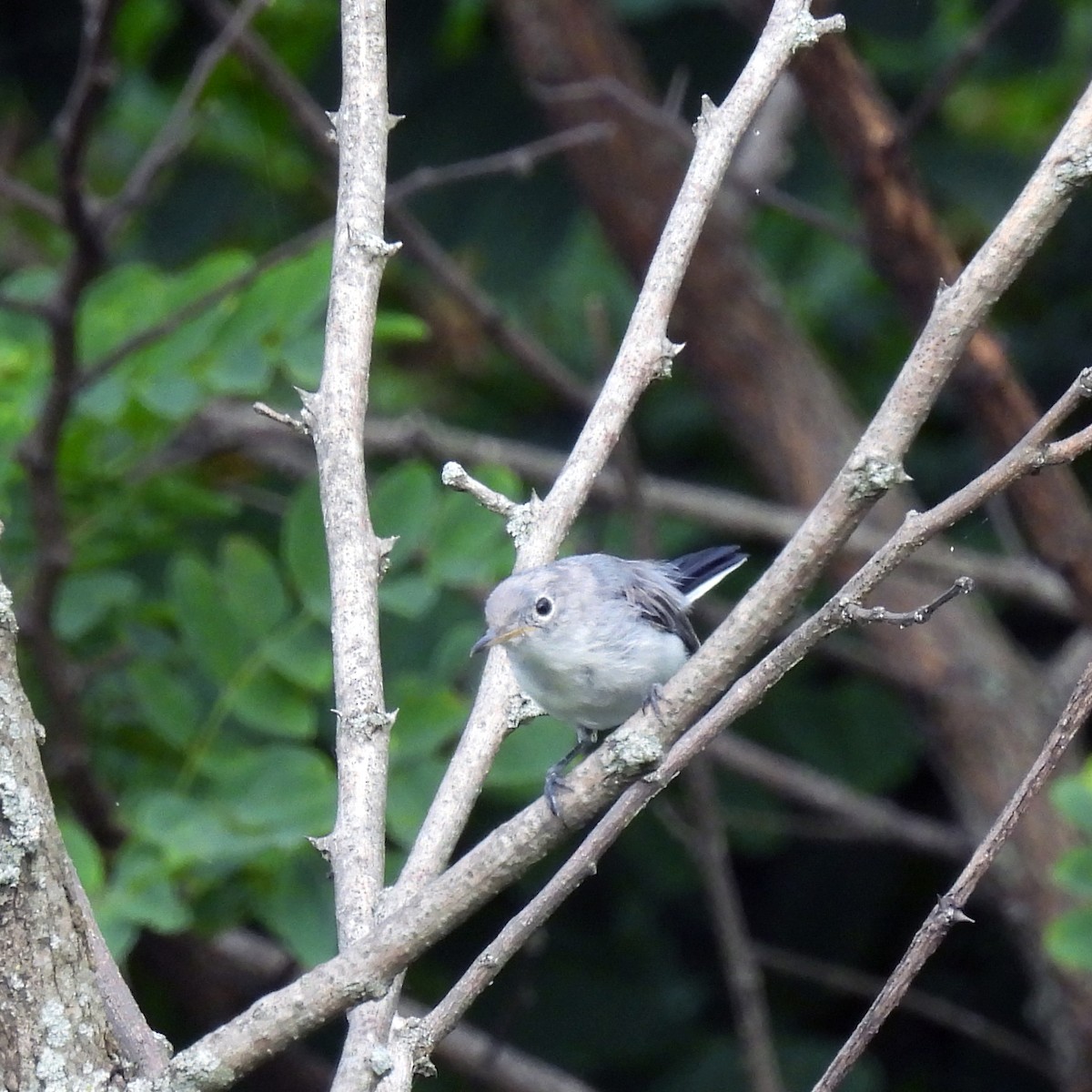 Blue-gray Gnatcatcher - ML638502414