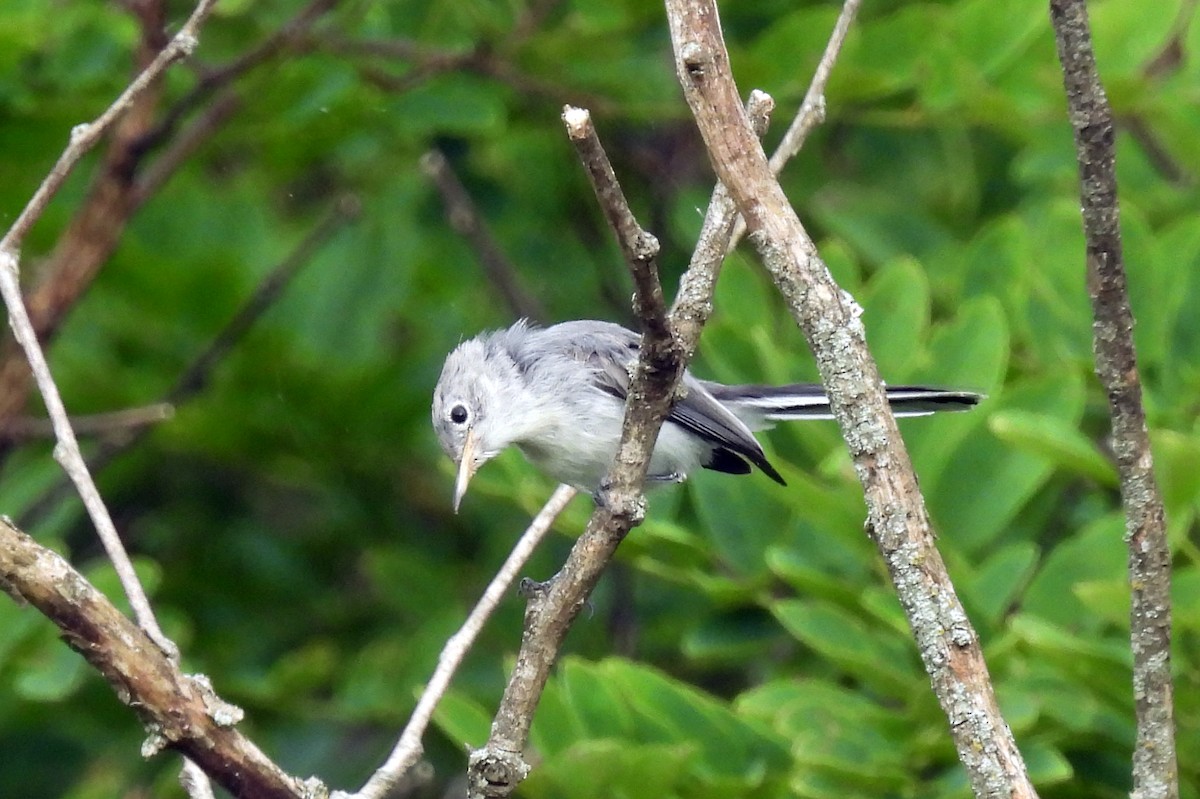Blue-gray Gnatcatcher - ML638502415