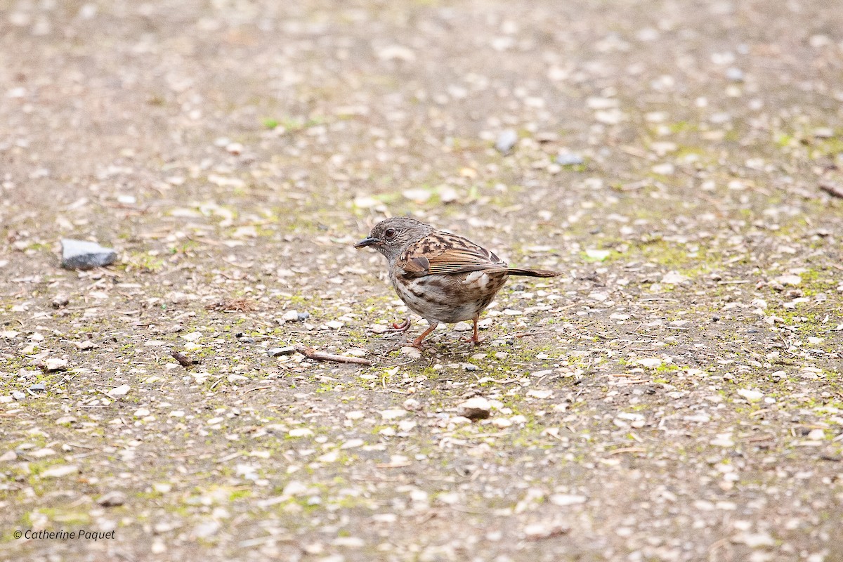 Dunnock - ML638502418