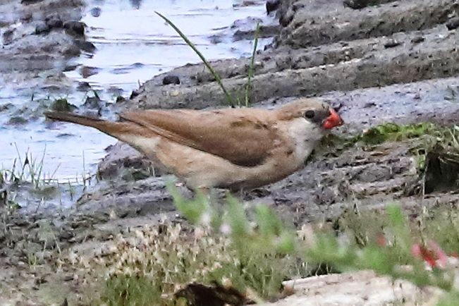 Pin-tailed Whydah - ML638502419