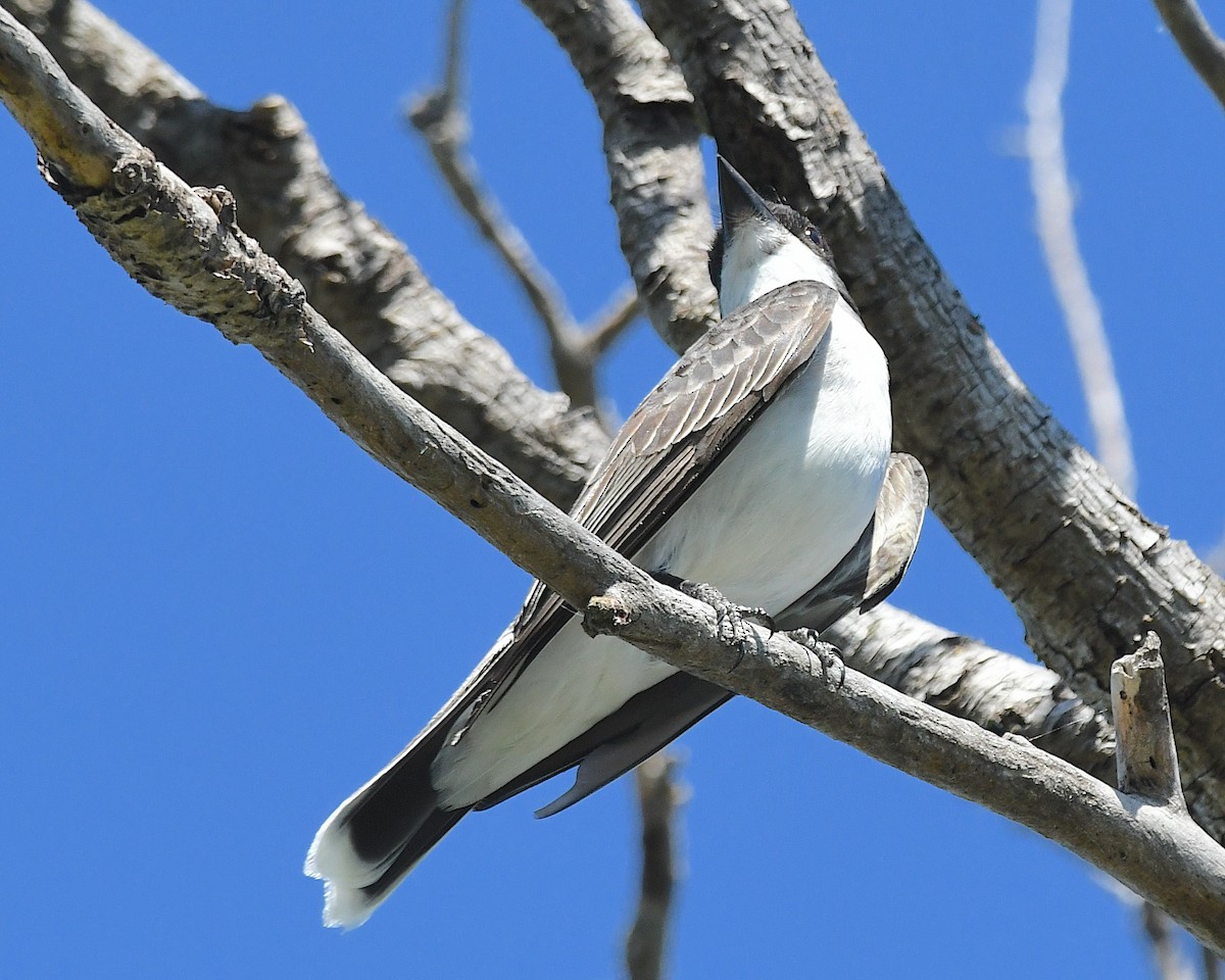 Eastern Kingbird - ML638502430