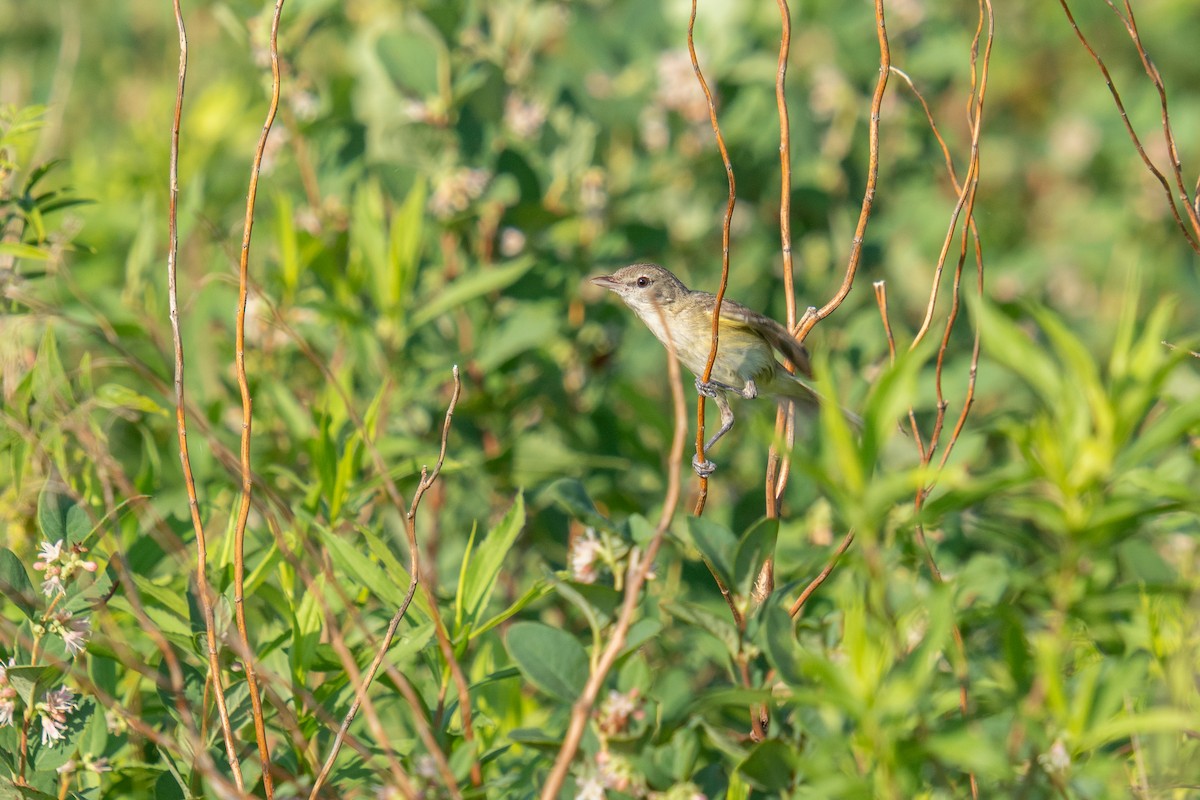 Braunaugenvireo - ML638502434