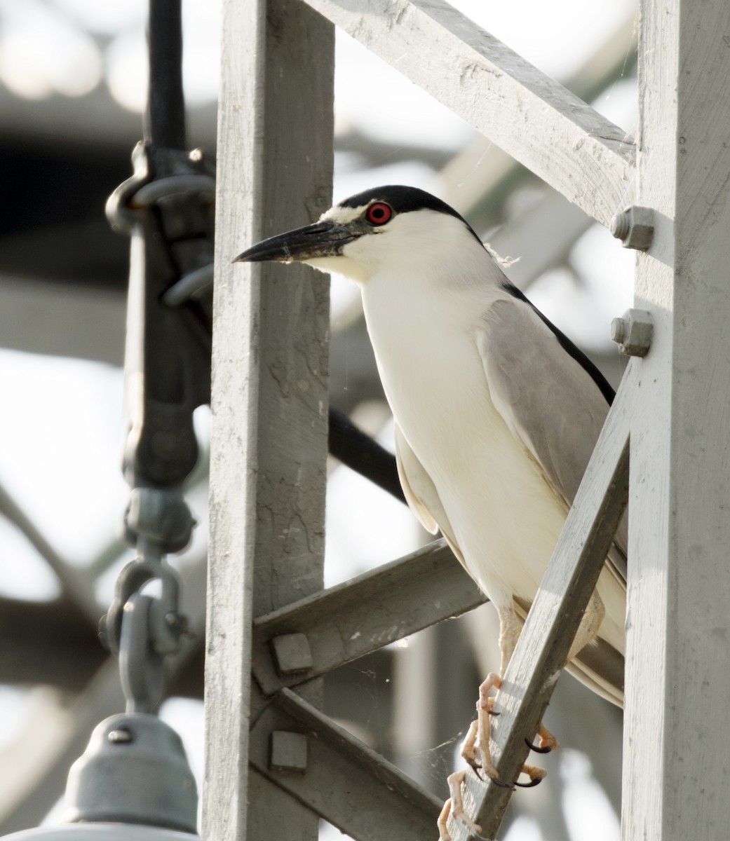 Black-crowned Night Heron - ML638502444